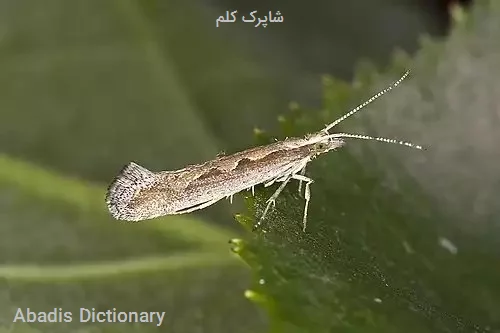 شاپرک کلم